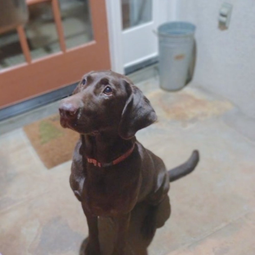 Meet your Posher, Lily